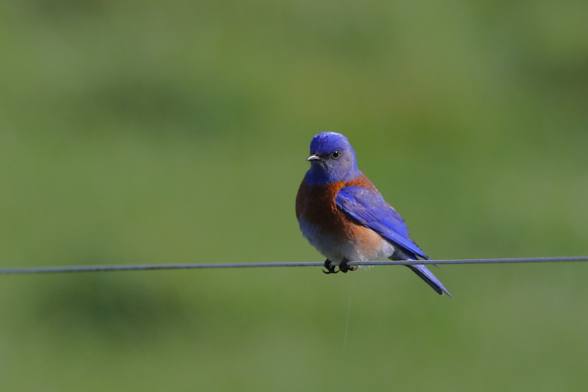 Western Bluebird - ML631719615
