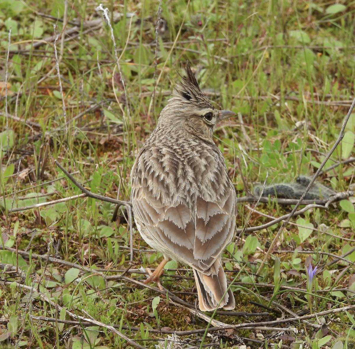 Thekla's Lark - ML631719617