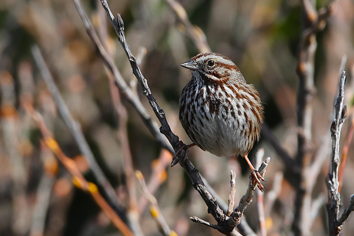 Song Sparrow - ML631719625