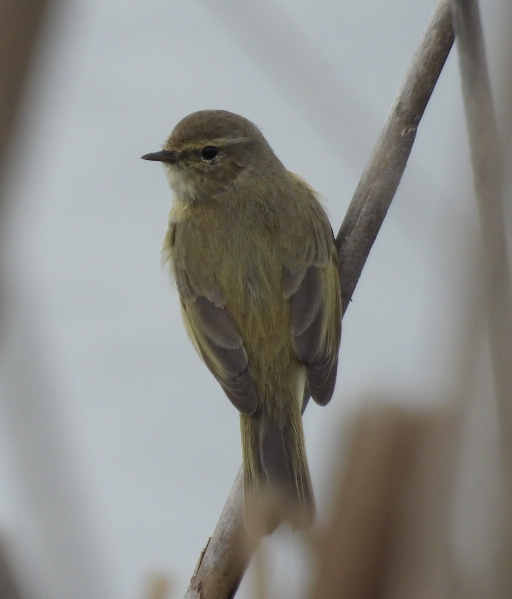 Урианхайн дууч шувуу - ML631719637