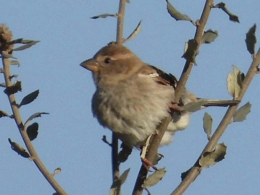 Spanish Sparrow - ML631719674