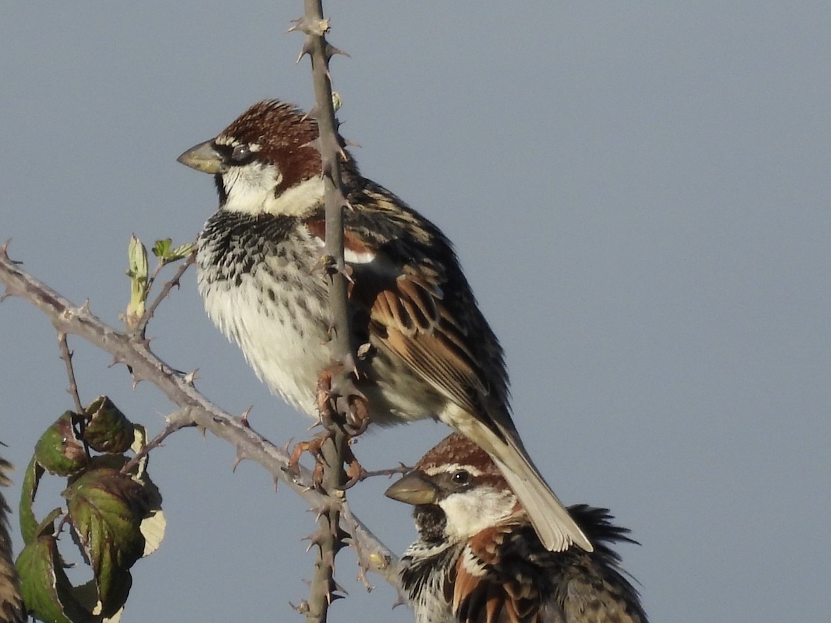 Spanish Sparrow - ML631719675