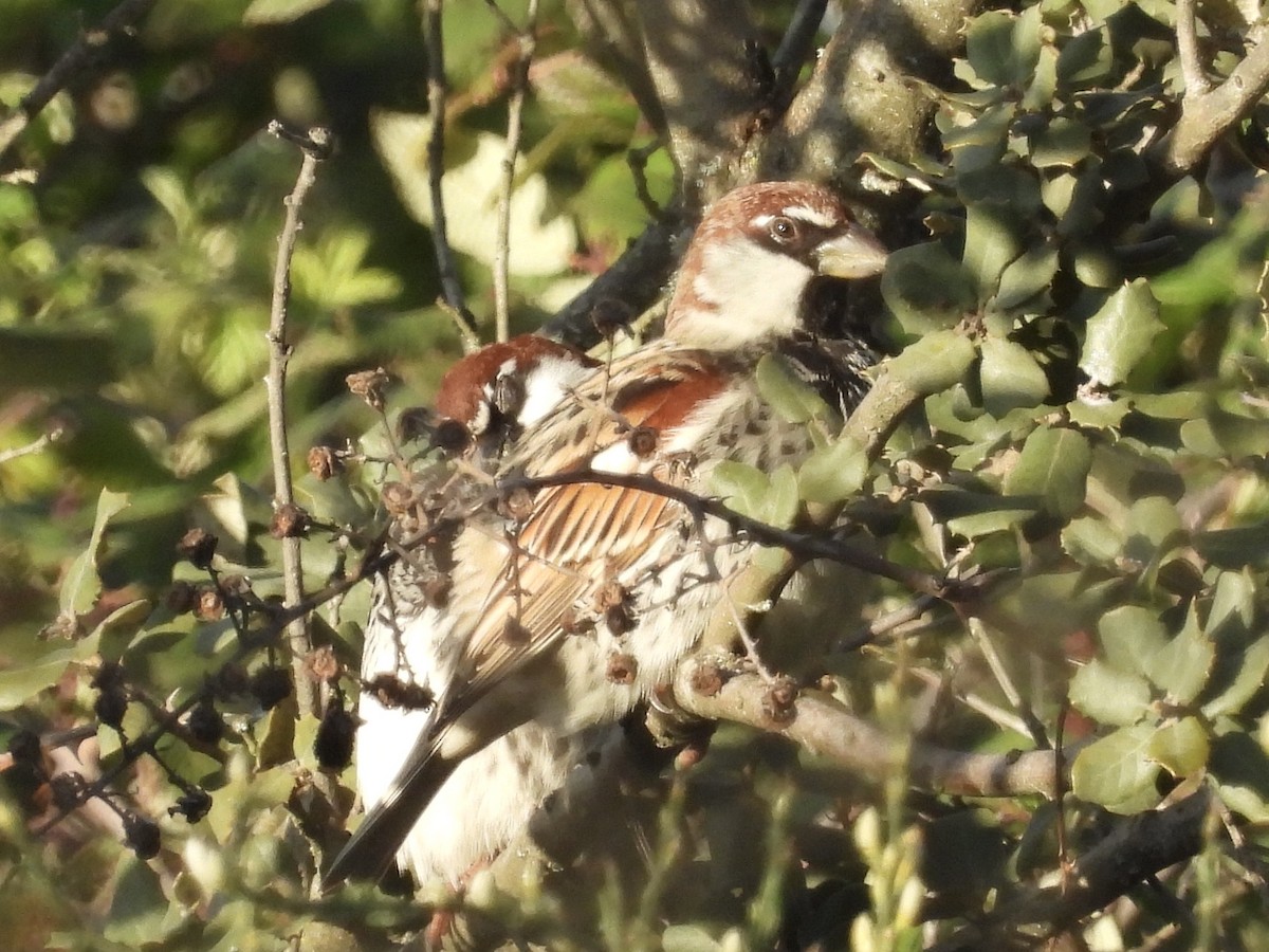 Spanish Sparrow - ML631719676
