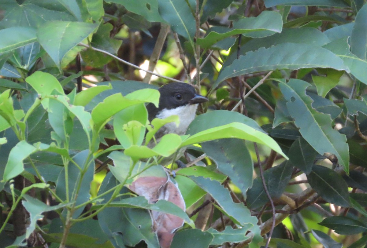 Puerto Rican Tanager - ML631719680