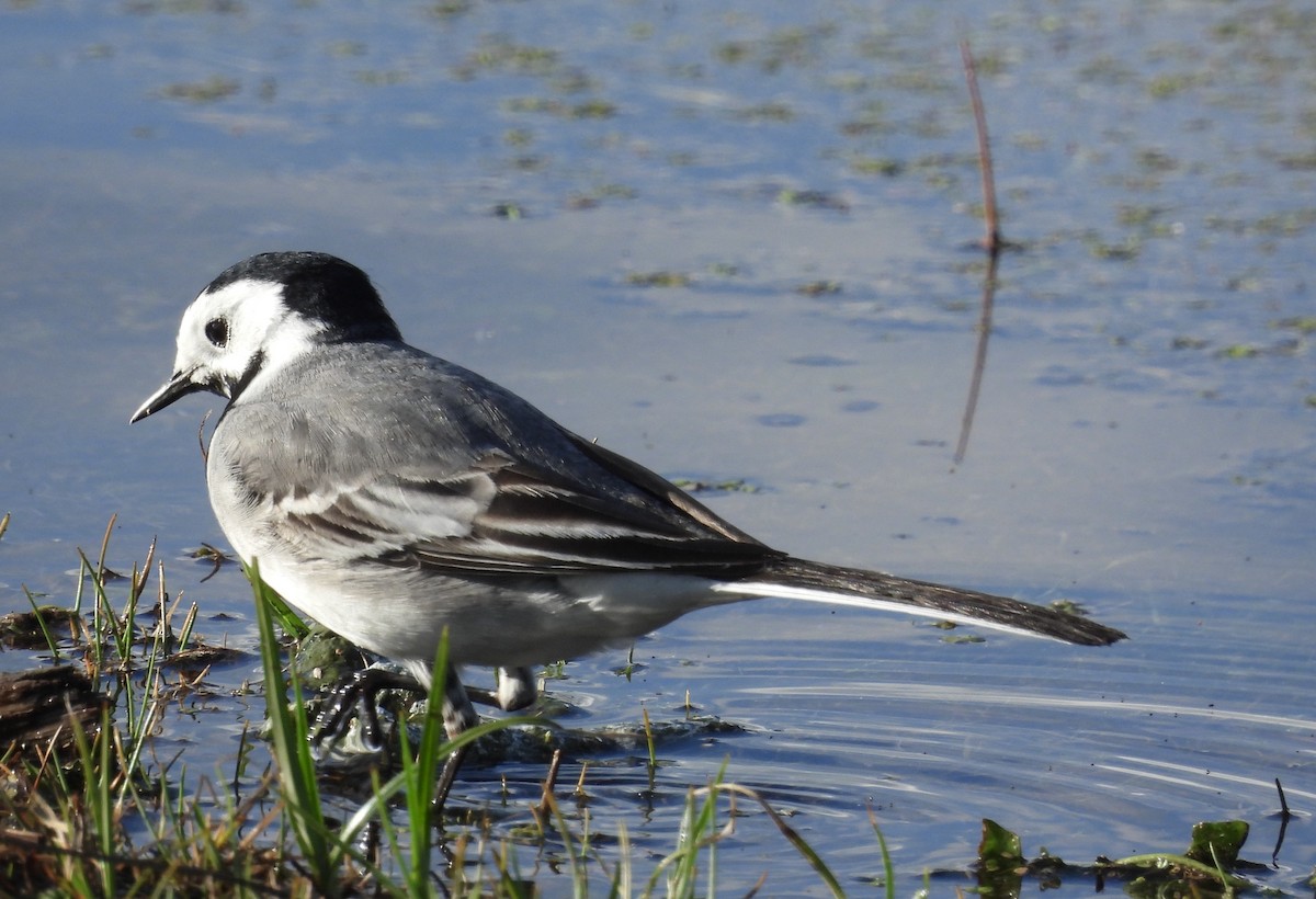 Хөх цэгцгий - ML631719696