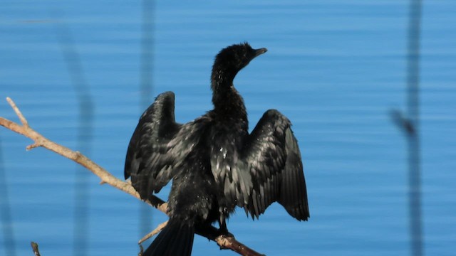 Pygmy Cormorant - ML631719709