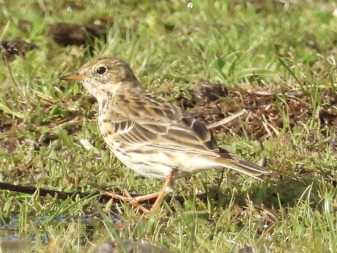 Нугын шийхнүүхэй - ML631719714