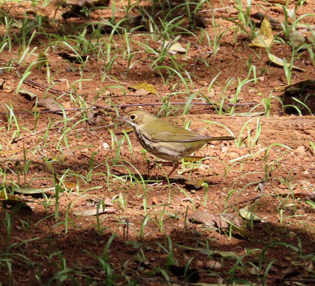 Ovenbird - ML631719724