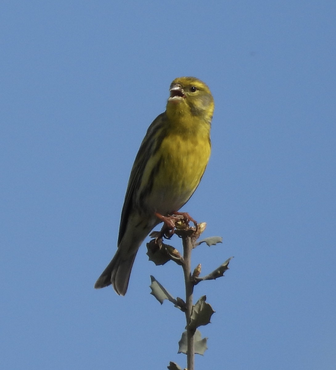 European Serin - ML631719725