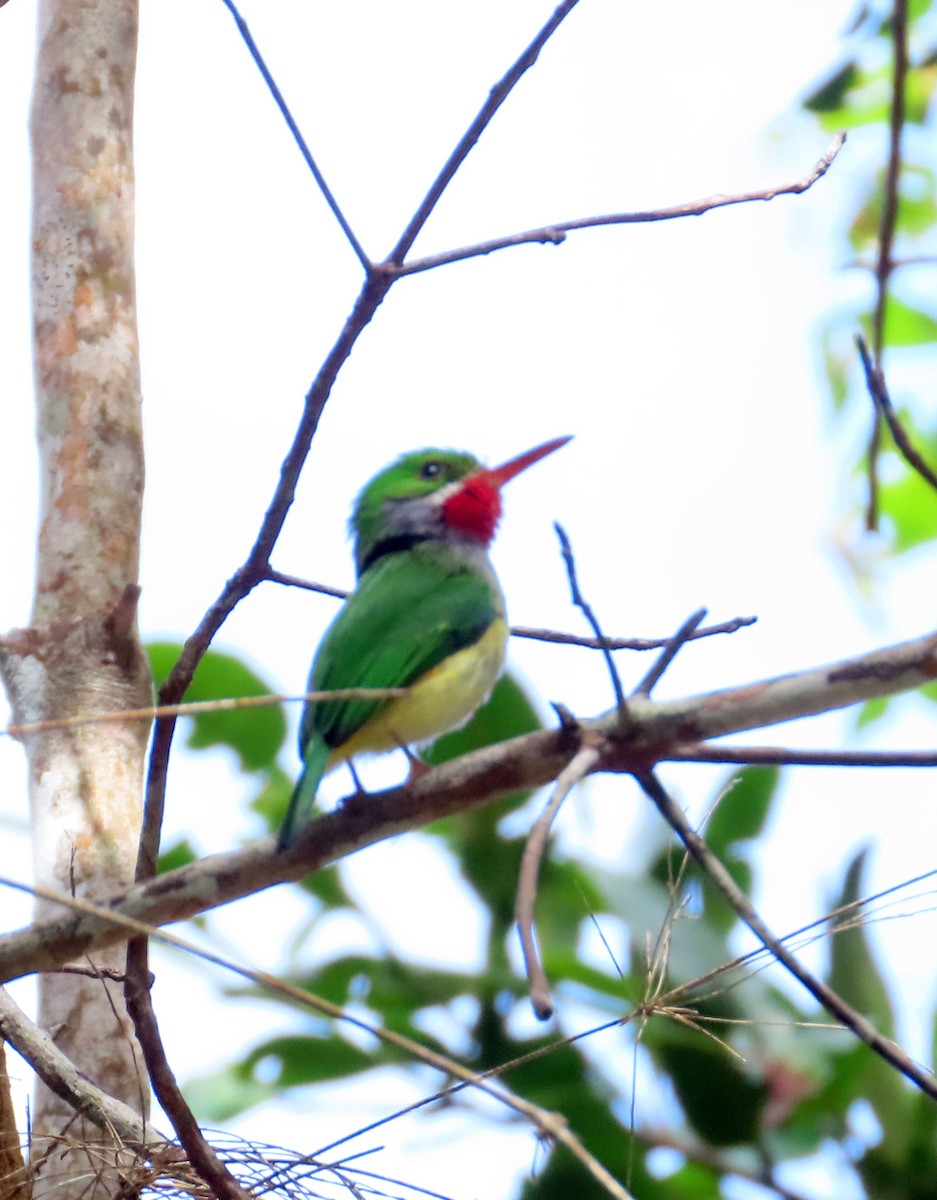 Puerto Rican Tody - ML631719813