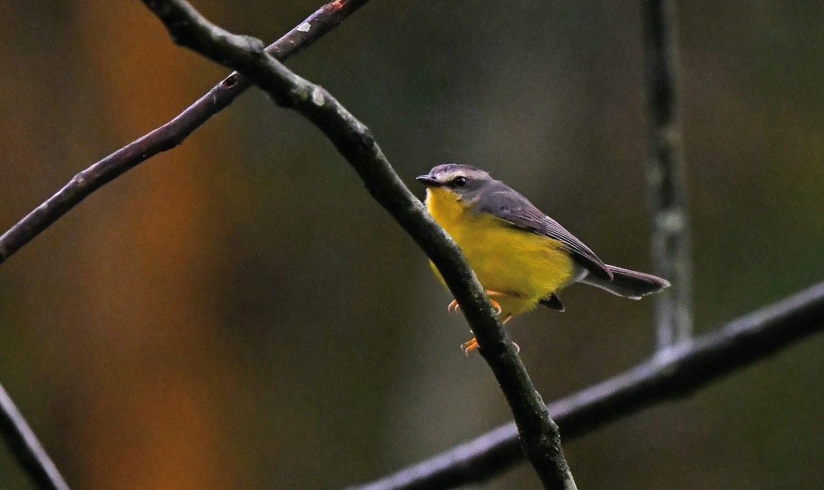 Golden-crowned Warbler - ML631719875