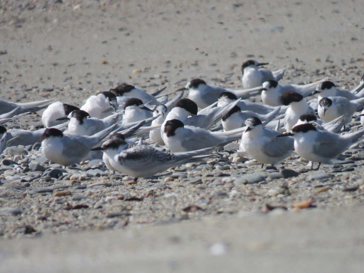 White-fronted Tern - ML631719924