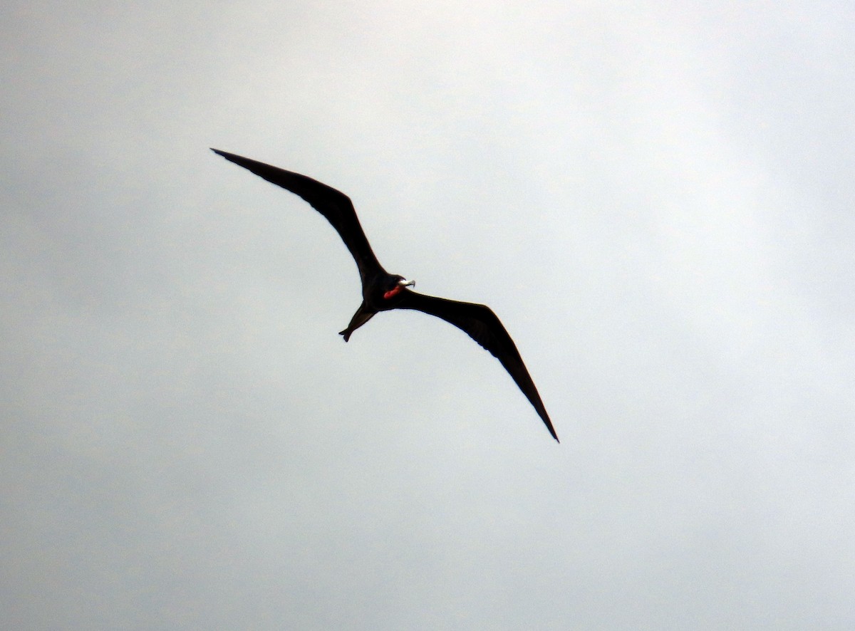 Magnificent Frigatebird - ML631719925