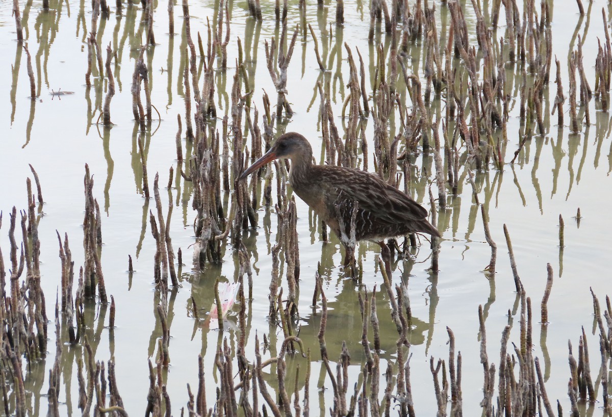 Clapper Rail - ML631719928