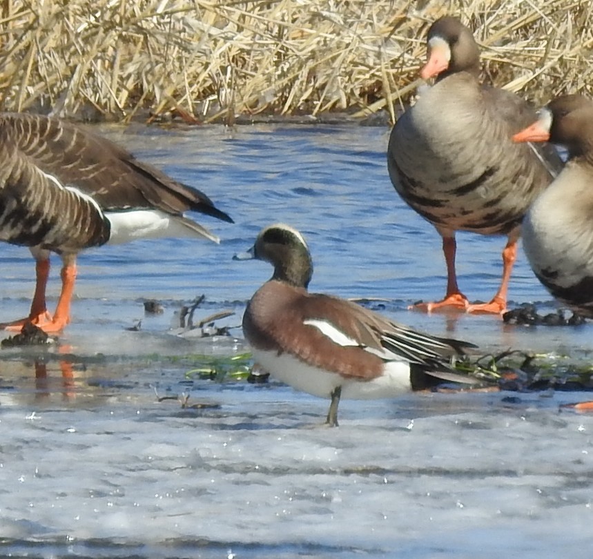 American Wigeon - ML631720091