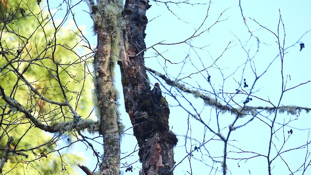 Pic à poitrine rouge - ML631720435