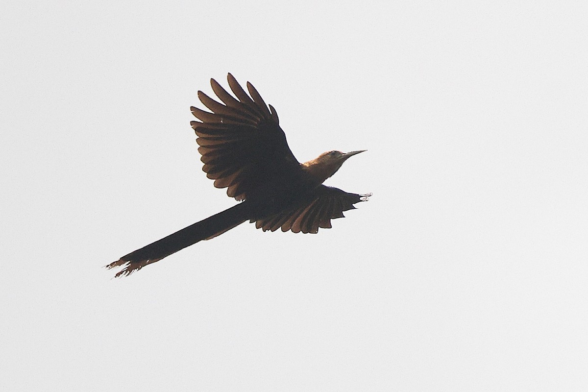 Forest Scimitarbill (Western) - ML631720499