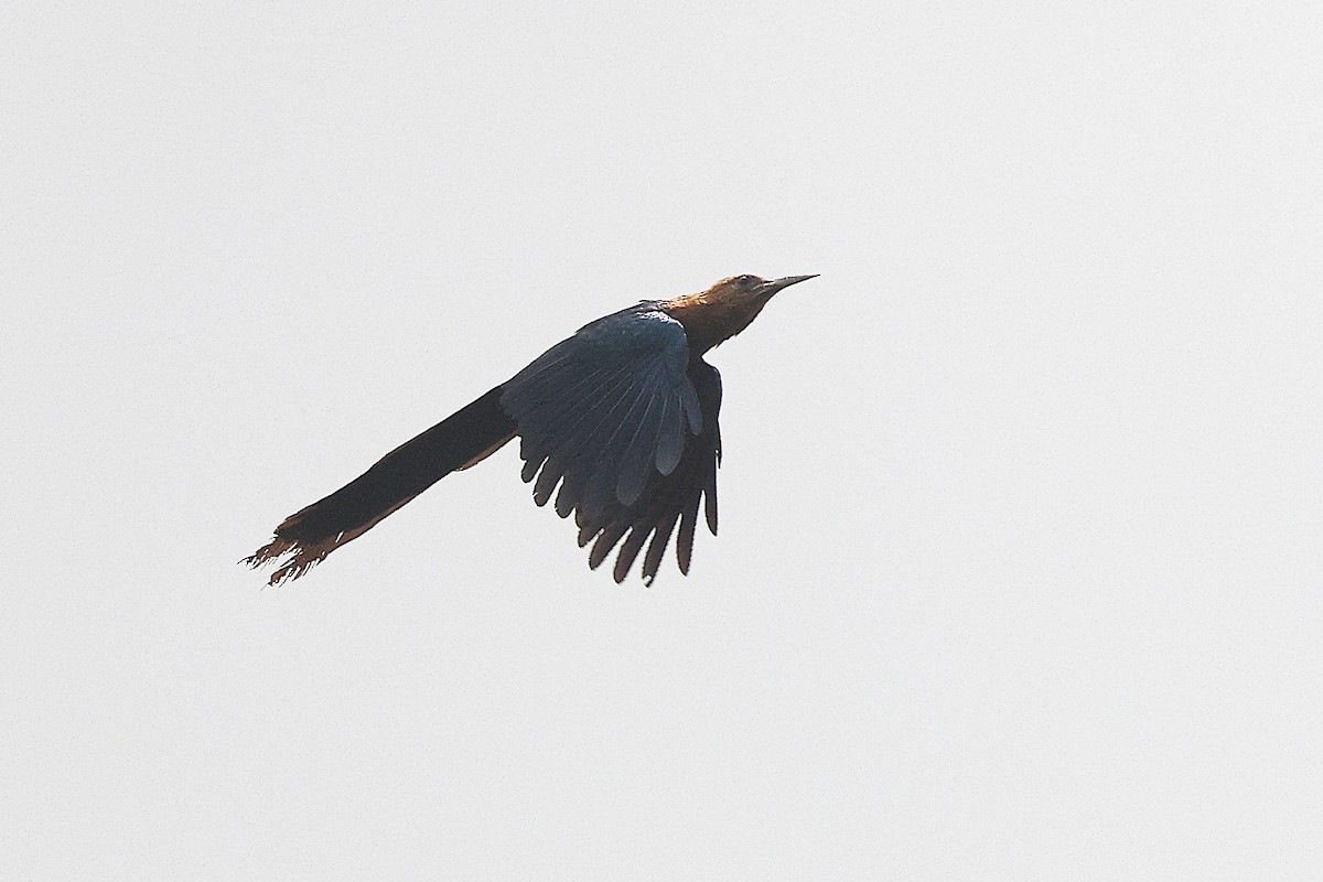 Forest Scimitarbill (Western) - ML631720500