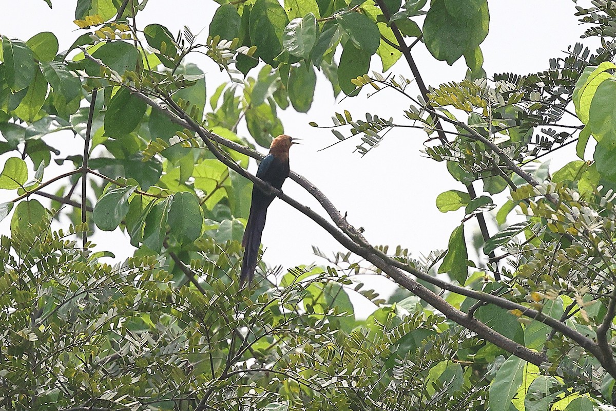 Forest Scimitarbill (Western) - ML631720501