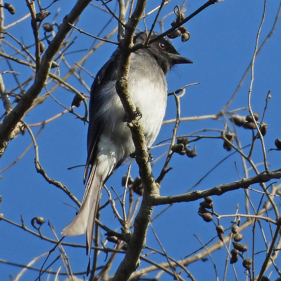 White-bellied Drongo - ML631720598