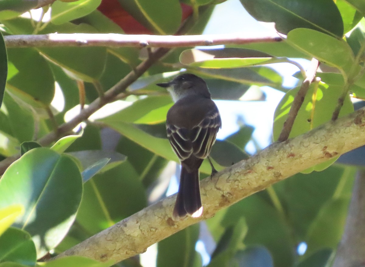 Puerto Rican Flycatcher - ML631720603
