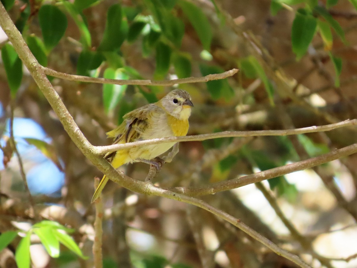 Saffron Finch - ML631720609