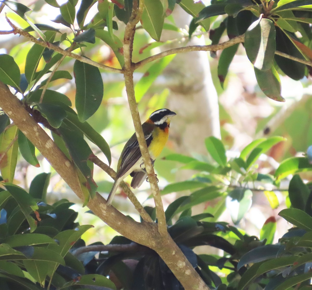 Puerto Rican Spindalis - ML631720621