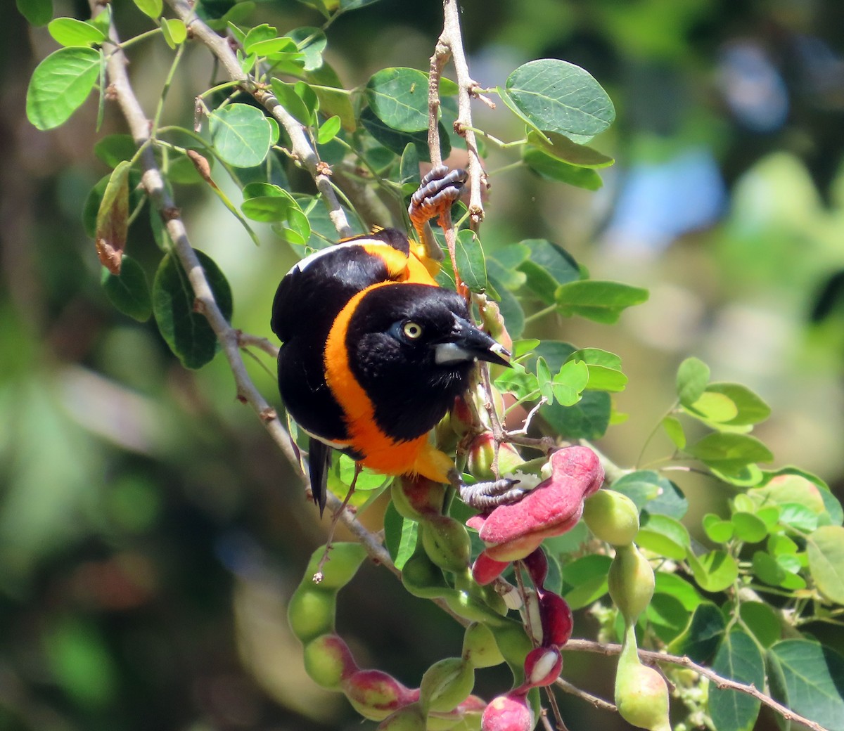 Venezuelan Troupial - ML631720624