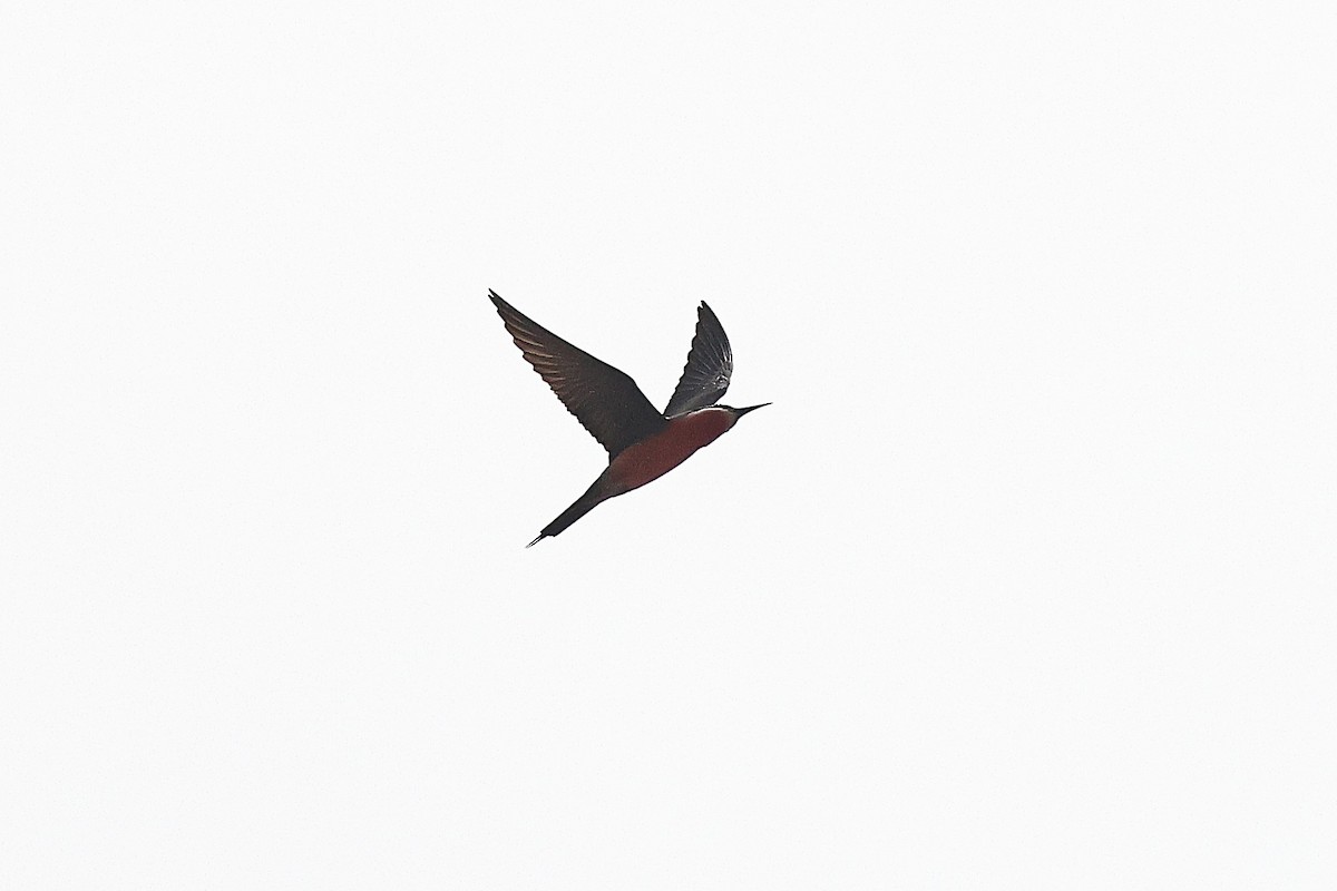 Rosy Bee-eater - ML631720718