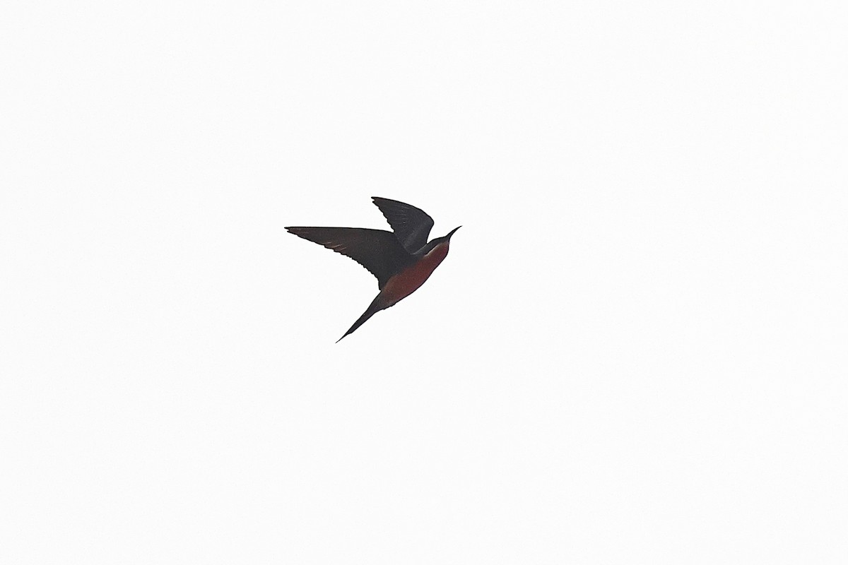Rosy Bee-eater - ML631720719