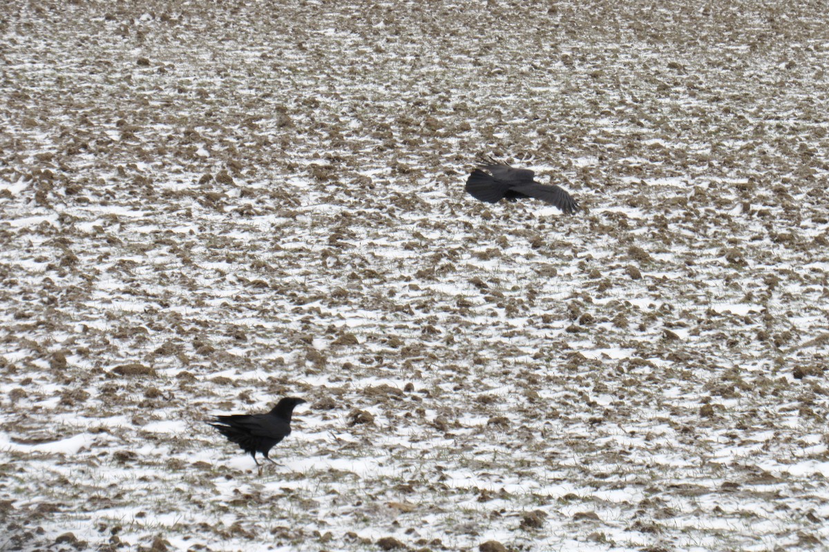 Common Raven - ML631720820