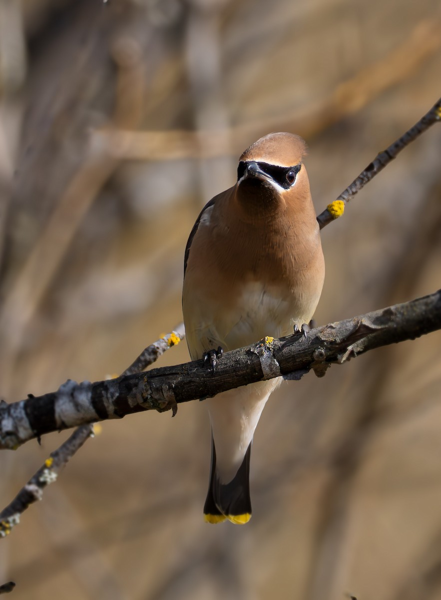 Cedar Waxwing - ML631720885