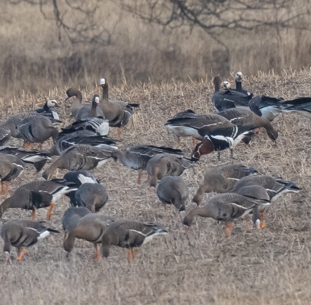 Red-breasted Goose - ML631720937