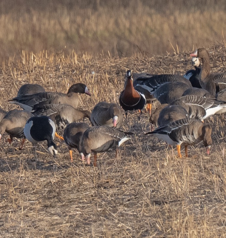 Red-breasted Goose - ML631720944