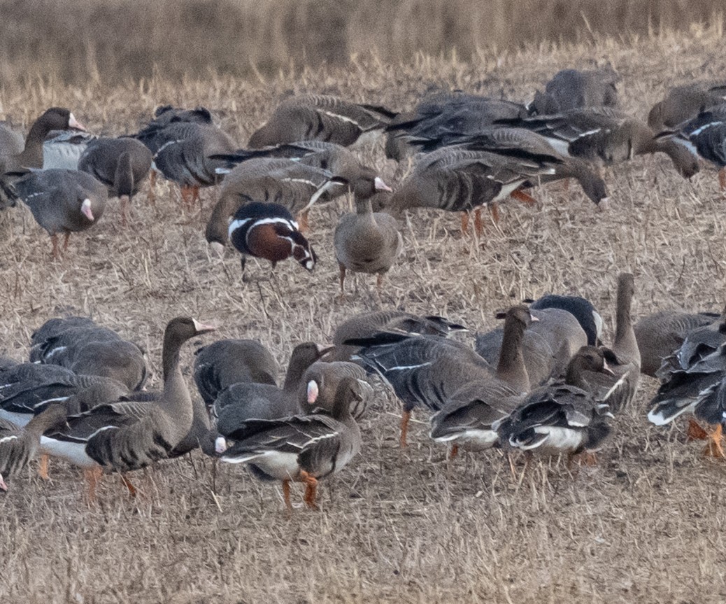 Red-breasted Goose - ML631720973