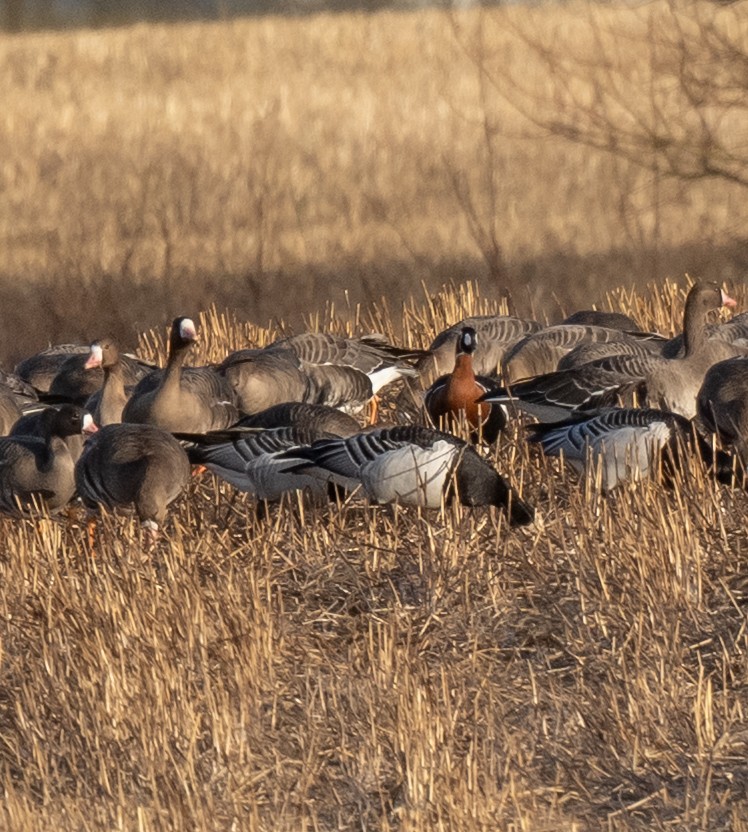 Red-breasted Goose - ML631720979