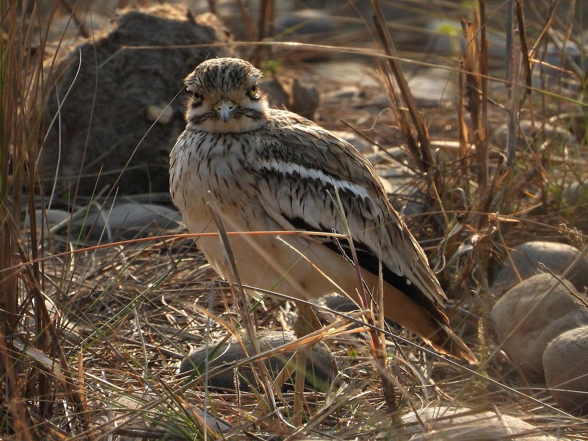 Indian Thick-knee - ML631721158