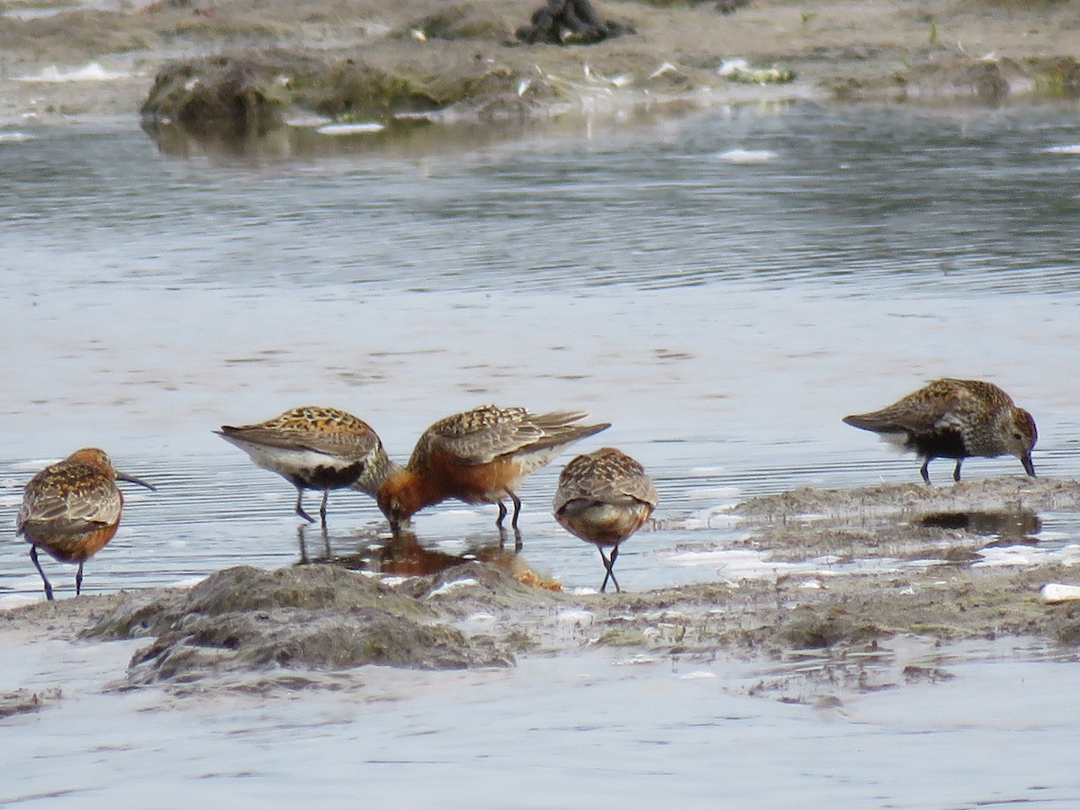 Curlew Sandpiper - ML63172131