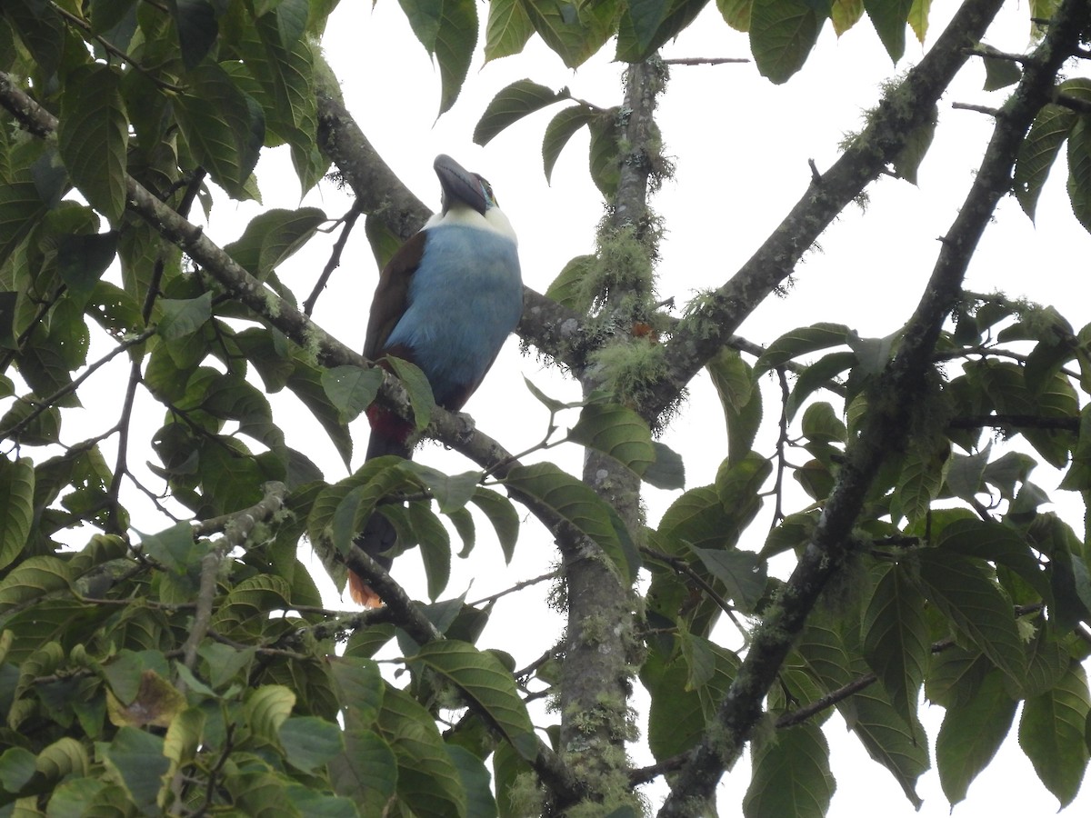 Black-billed Mountain-Toucan - ML631721389