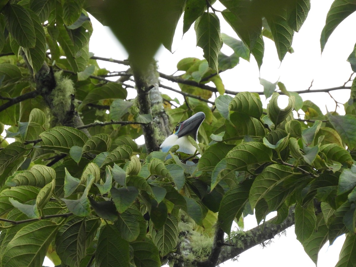 Black-billed Mountain-Toucan - ML631721390