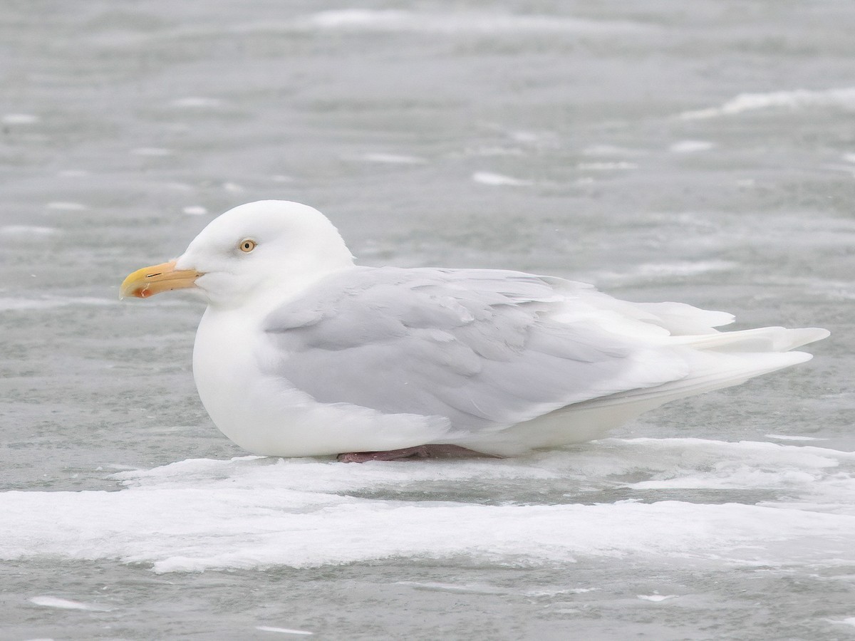 Glaucous Gull - ML631721518