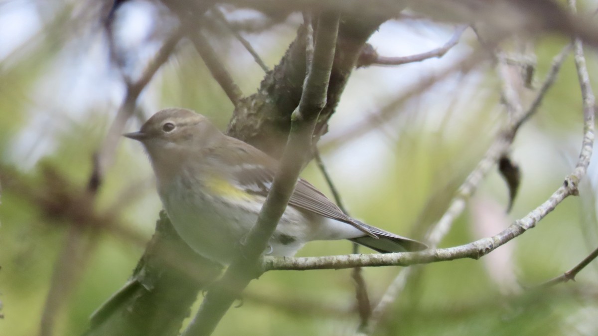 キヅタアメリカムシクイ（coronata） - ML631721541