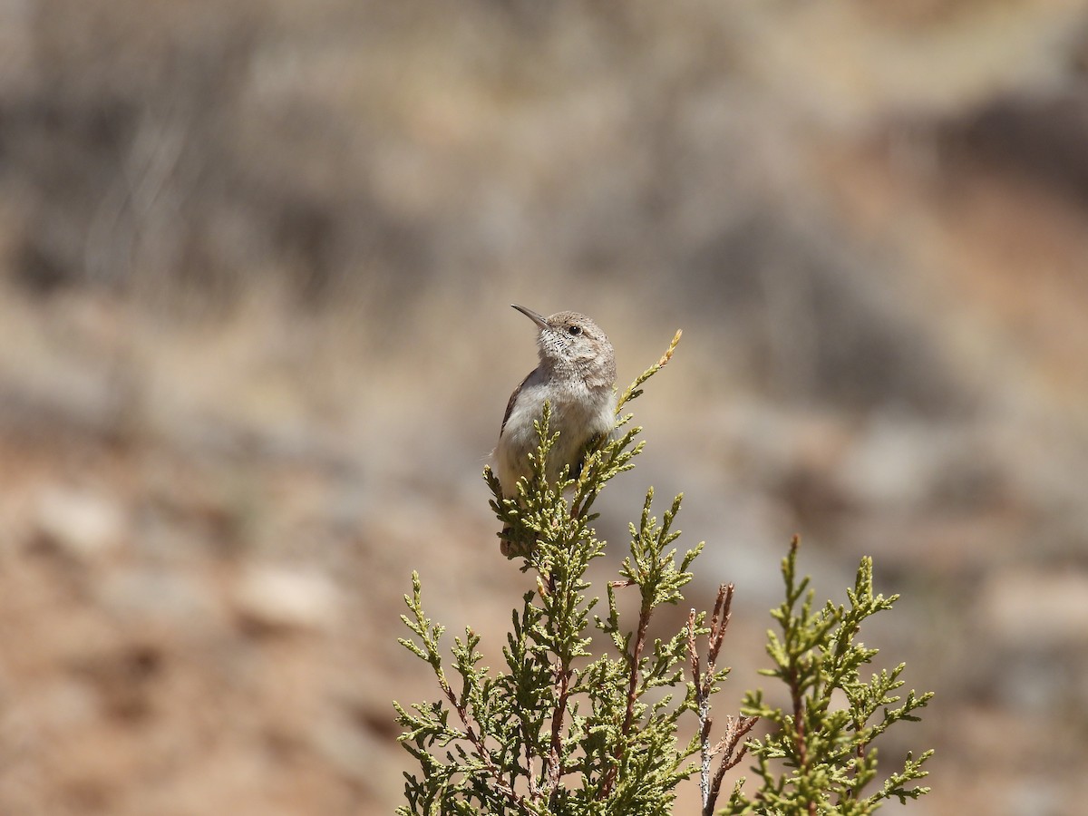 Rock Wren - ML631721542