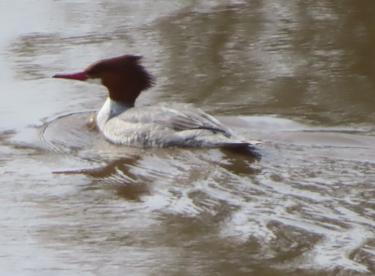 Common Merganser - ML631721543