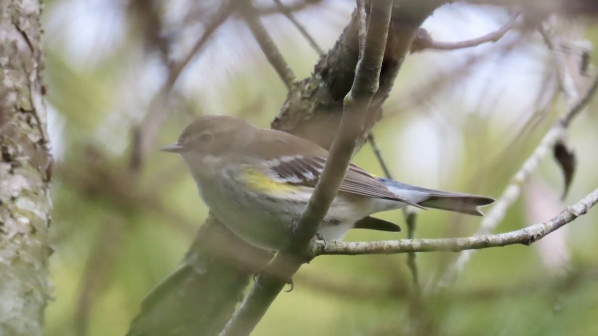 キヅタアメリカムシクイ（coronata） - ML631721545