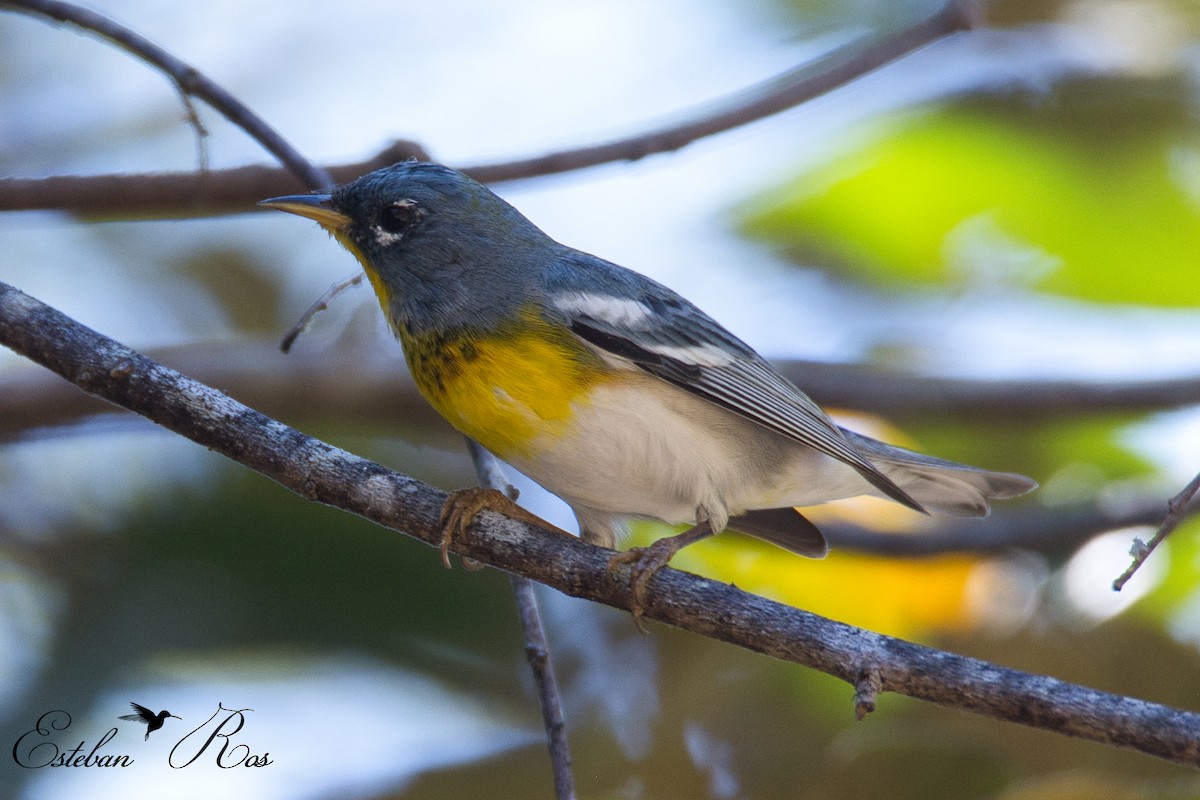 lesňáček lišejníkový - ML631721591