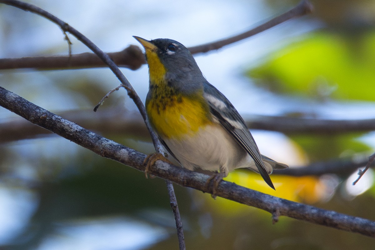 lesňáček lišejníkový - ML631721592