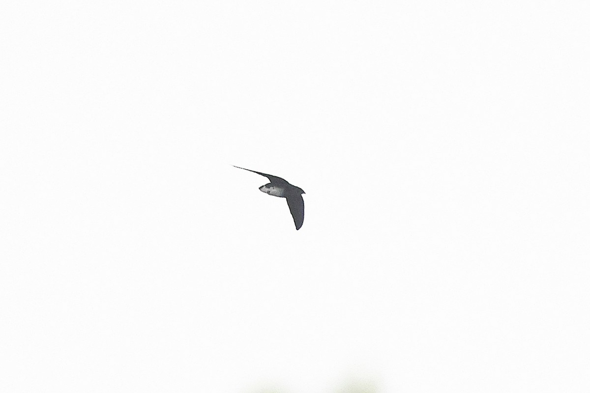 Cassin's Spinetail - ML631721602