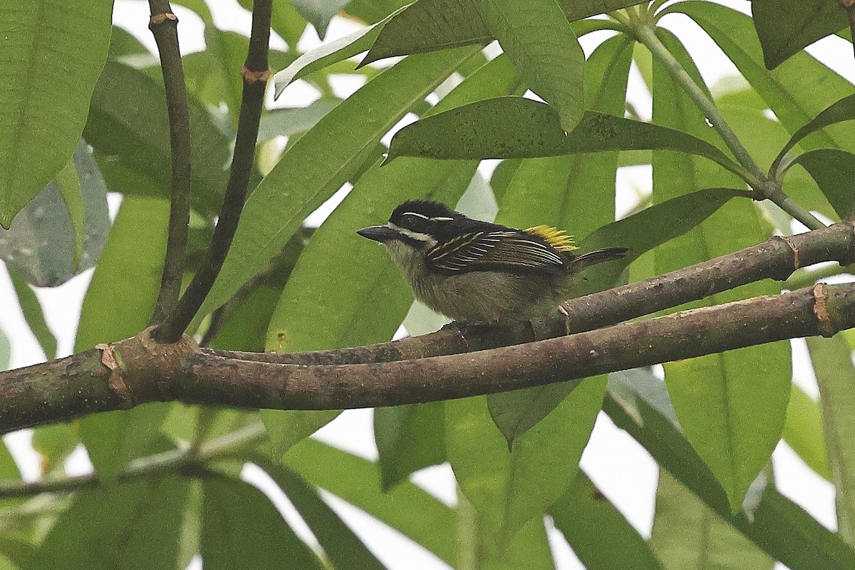 キゴシヒメゴシキドリ（bilineatus グループ） - ML631721670