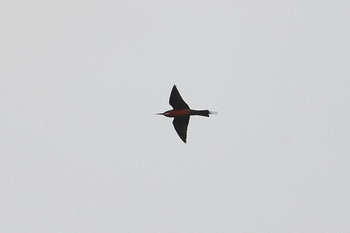 Rosy Bee-eater - ML631721700